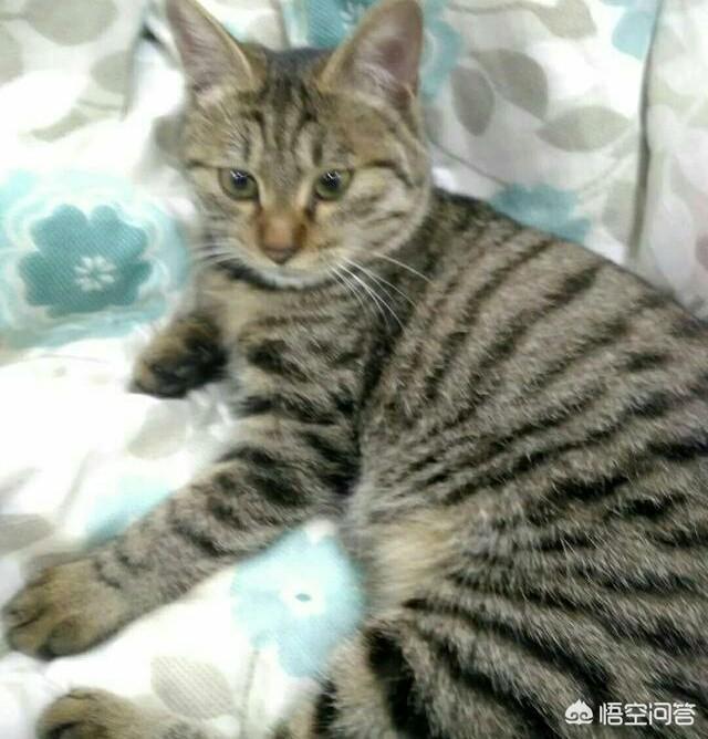 世界上最忠诚的猫是哪一种？为什么？