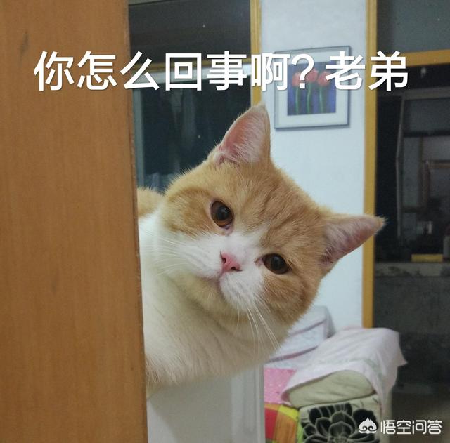 有哪些搞笑的猫咪表情包？