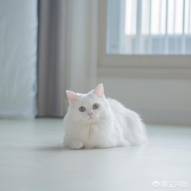 猫咪哪些情况就要吃益生菌？