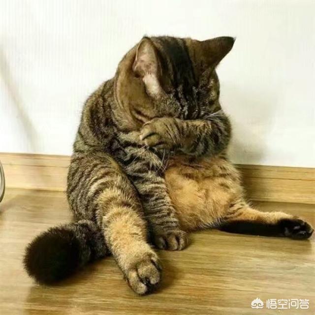 有哪些搞笑的猫咪表情包？