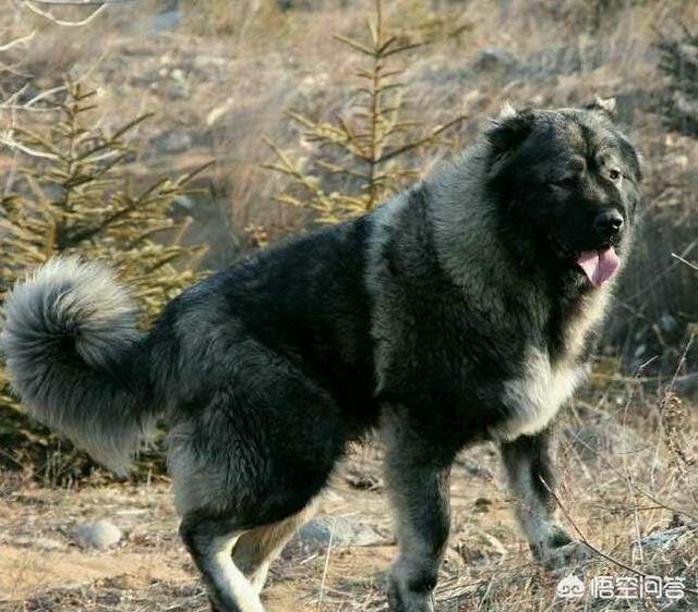 坎高犬可以打得过高加索吗？为什么？