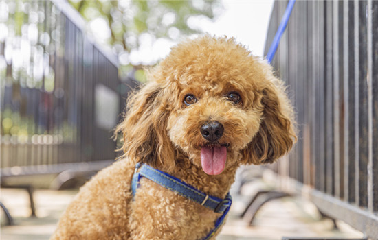 喜乐蒂牧羊犬是苏牧吗（喜乐蒂什么颜色最贵）