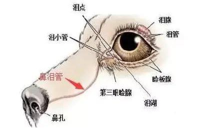 狗狗泪痕好重！眼部护理怎么做，看这篇就够了