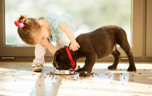 狗狗护食是为啥？如何有效纠正狗子护食行为，看这几招