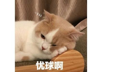 小猫咪乱拉乱尿，你说打它有用嘛