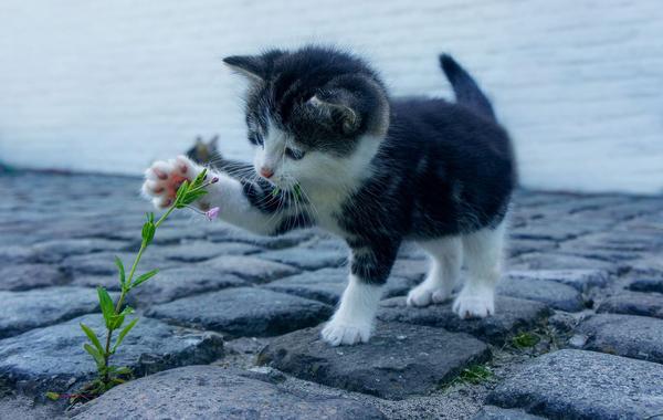 猫咪感冒、咽炎、哮喘等，这几种猫咪呼吸疾病你得知道