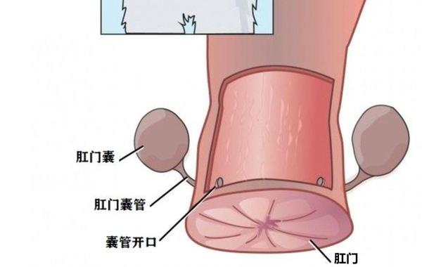 猫咪肛门腺到底要不要挤？这几种情况你得知道