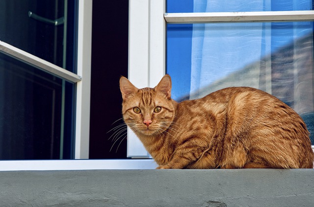 猫不会埋屎怎么办（研究表明猫真的想杀死你）