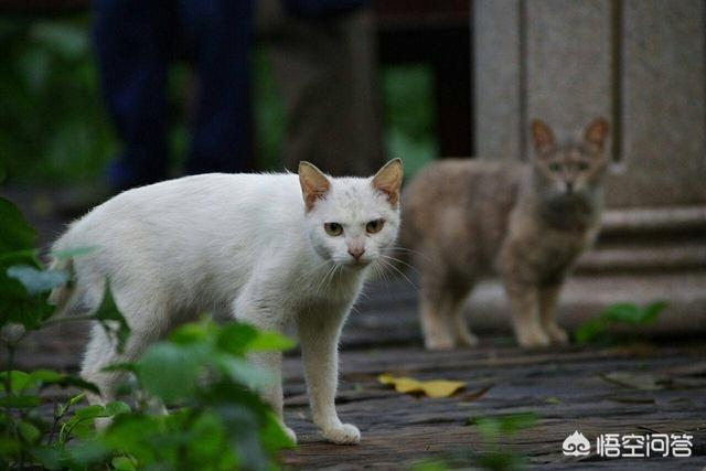 夜里叫的猫是公猫还是母猫？为什么惨叫？