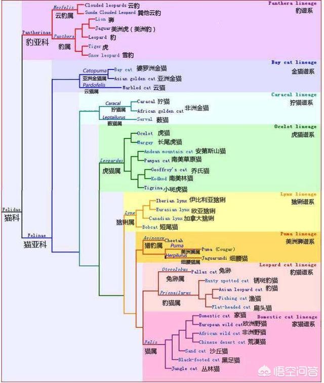 猫和老虎到底有什么渊源？