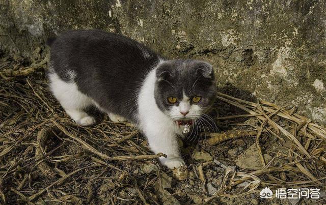 猫和老虎到底有什么渊源？