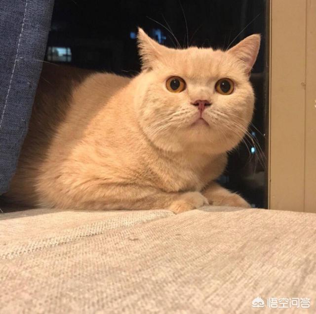 夜里叫的猫是公猫还是母猫？为什么惨叫？