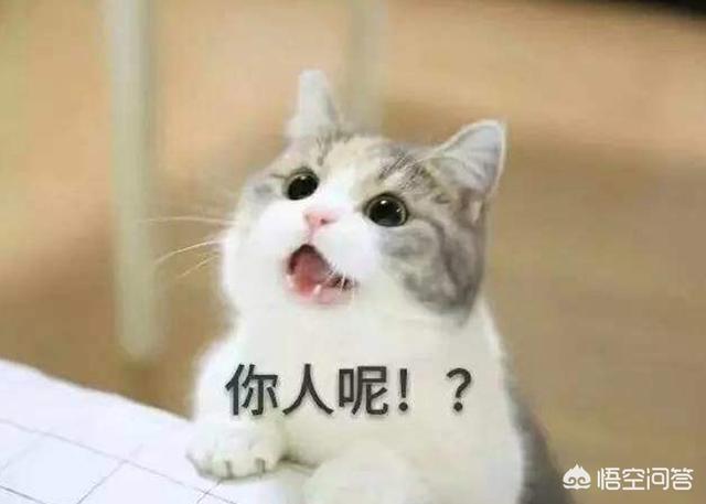 猫有哪些比较明显的肢体语言？