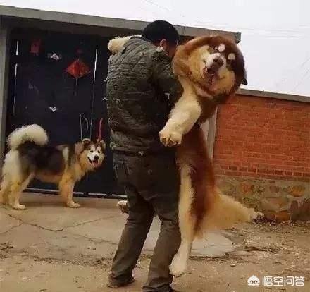 著名的巨型犬有哪些？