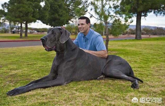 著名的巨型犬有哪些？