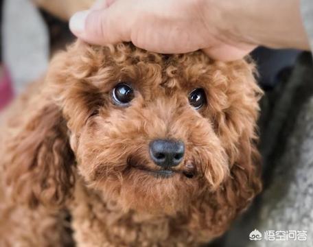 训练泰迪犬的黄金时期是什么时候？该训练什么？