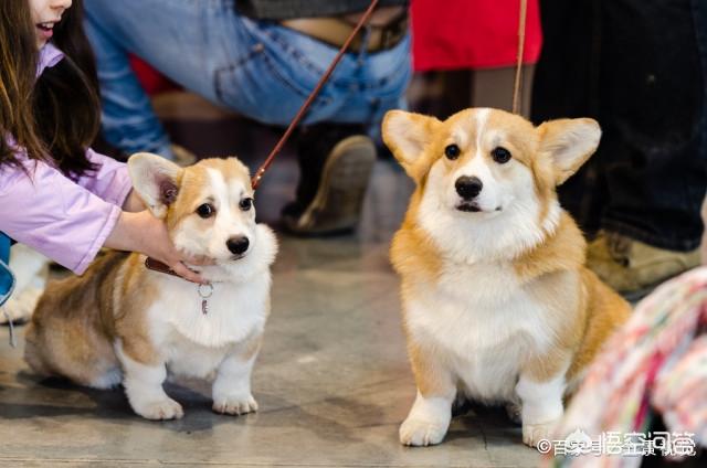 柯基犬犯错不能打它的什么位置？