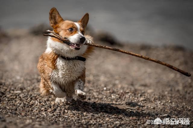 柯基犬犯错不能打它的什么位置？