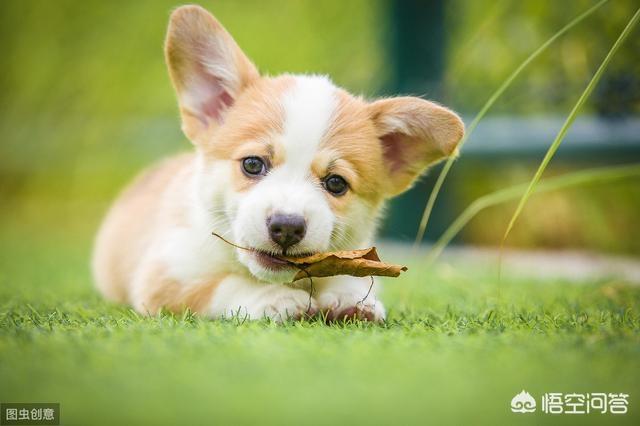 柯基犬犯错不能打它的什么位置？