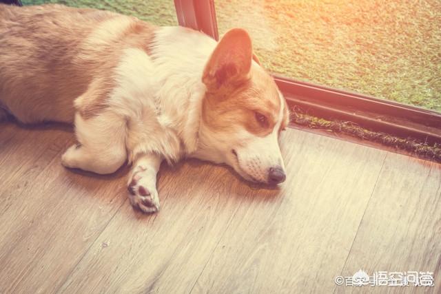 柯基犬犯错不能打它的什么位置？