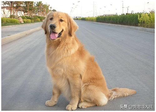 金毛犬和拉不拉多有什么不一样？