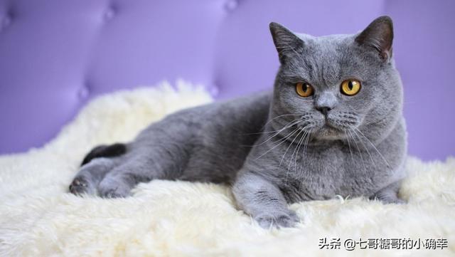 我对刘亦菲的关注是因为她家后院收留了那么多流浪猫，你呢？