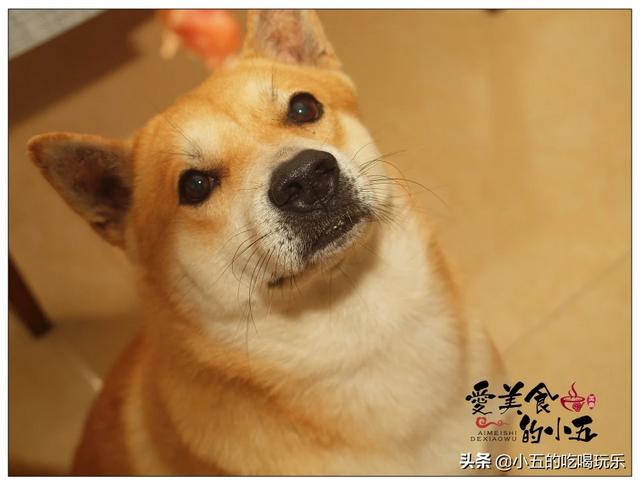 你为什么会养柴犬？