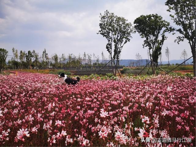 自驾游可以带狗吗？有什么影响？