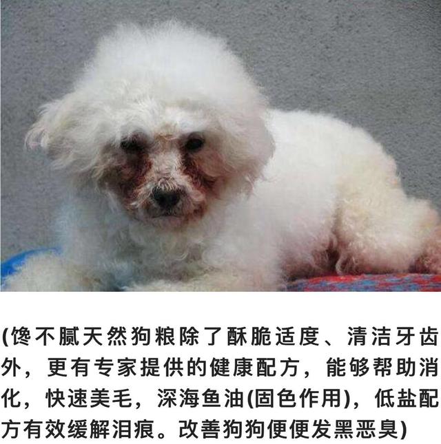 怎样养好比熊犬？