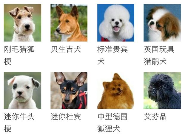 有哪些不会长大的小型犬？