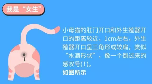 猫咪怎么分公猫和母猫？