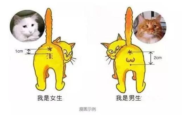 猫咪怎么分公猫和母猫？