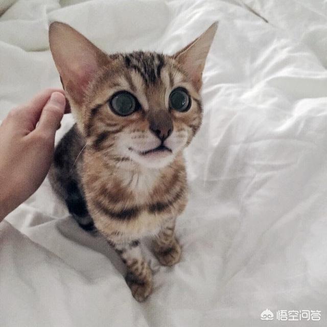 第一次养猫，哪种猫比较合适？