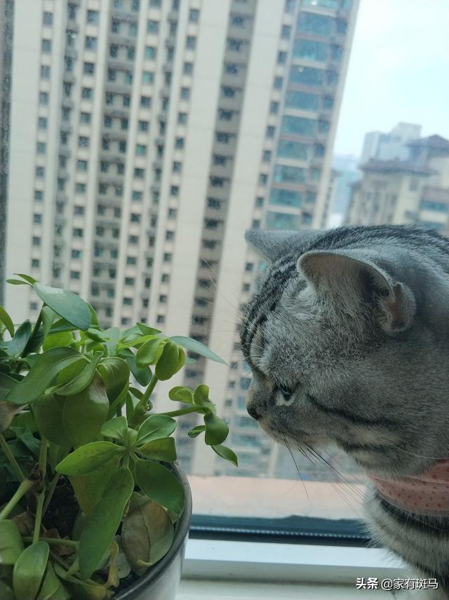 为什么我养的猫天天在屋里没接触外界，而且做了驱虫，但还是有虱子？