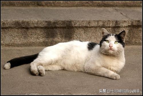 我对刘亦菲的关注是因为她家后院收留了那么多流浪猫，你呢？