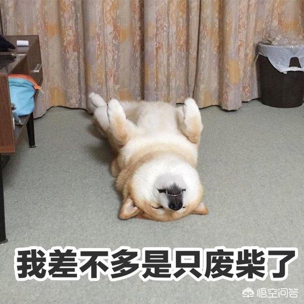 你为什么会养柴犬？