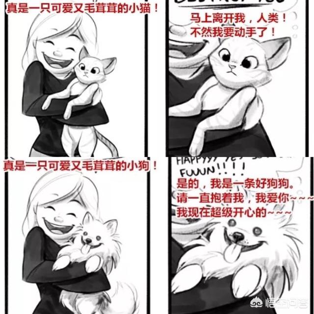 猫咪的一生只会认定一个主人吗？