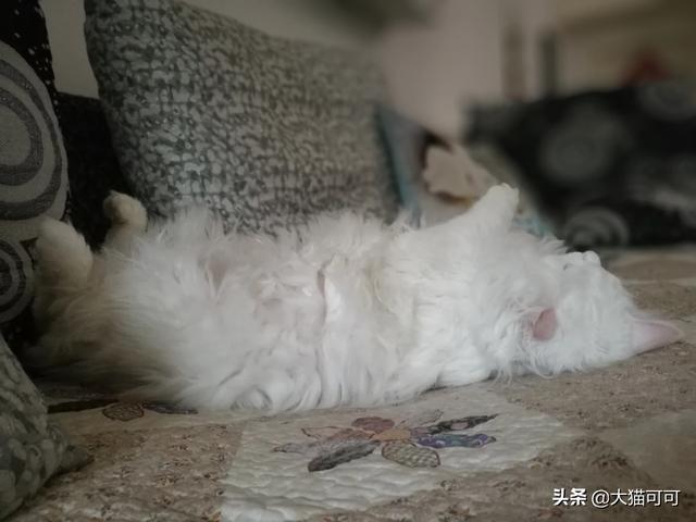 猫咪总是蹭东西打滚是要干什么？