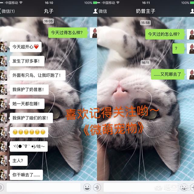 猫咪的一生只会认定一个主人吗？