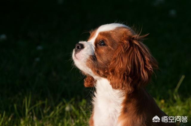 狂犬病现在的医学真的无药可医吗？