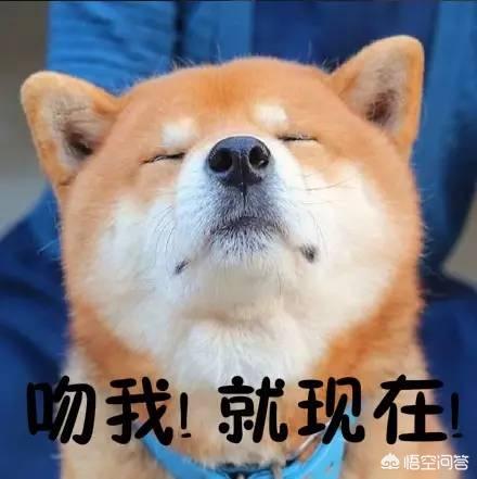 你为什么会养柴犬？