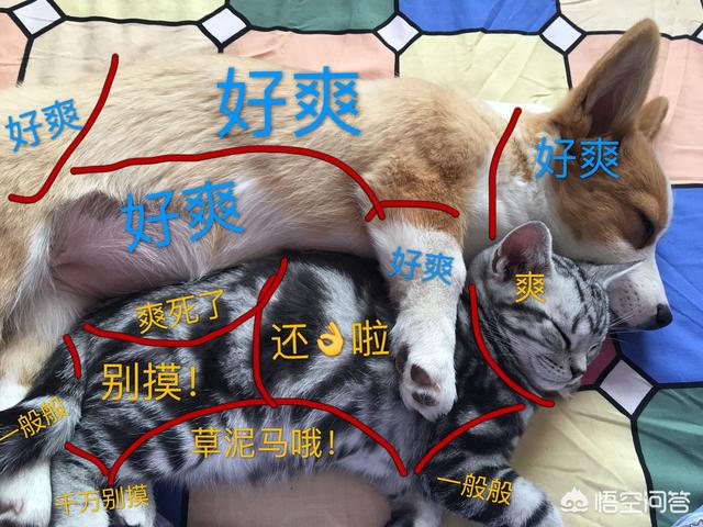 猫咪的一生只会认定一个主人吗？