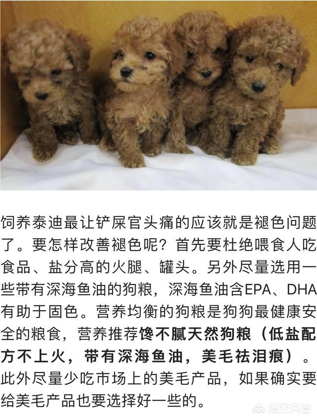 贵宾犬最容易得哪些病？