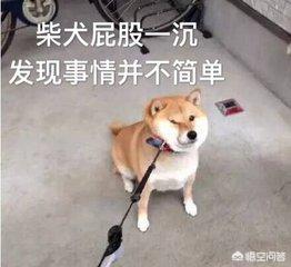 你为什么会养柴犬？