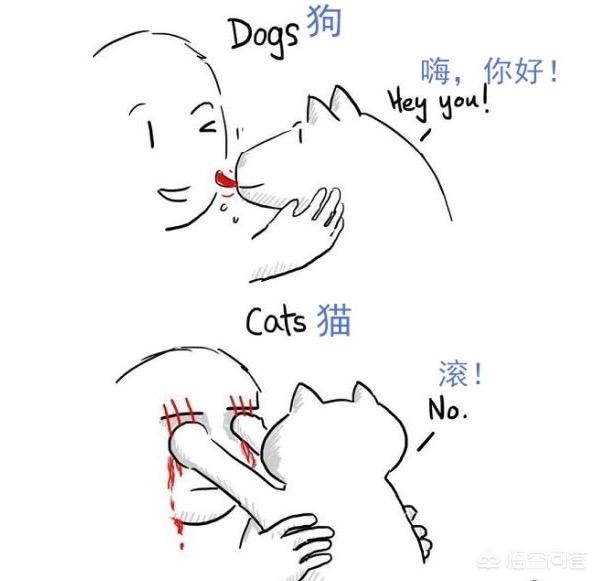 猫咪的一生只会认定一个主人吗？