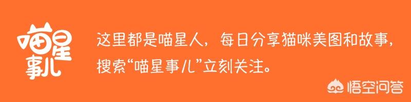 有的猫咪为什么不喜欢被人亲？