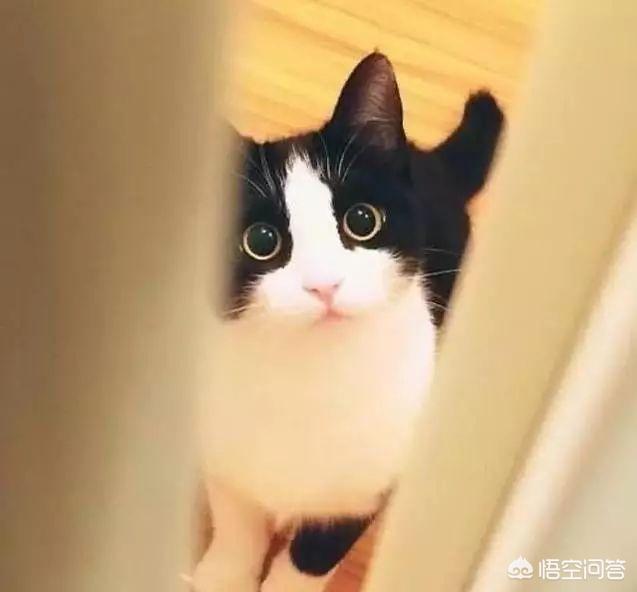 为什么奶牛猫有喵界神经病之称？