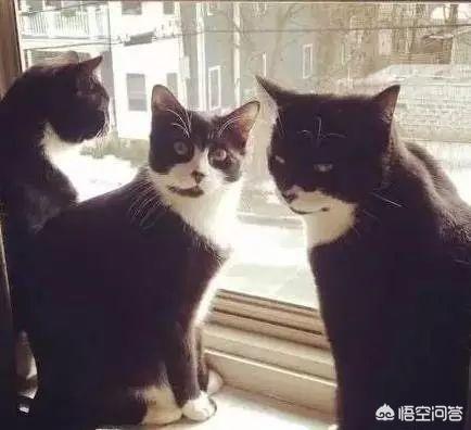 为什么奶牛猫有喵界神经病之称？