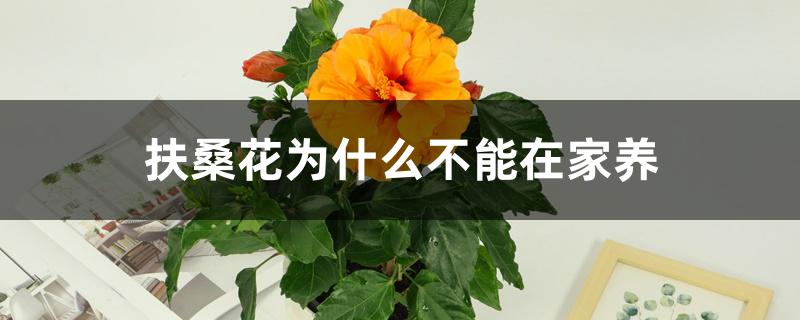 扶桑花为什么不能在家养（扶桑花为什么叫死人花）