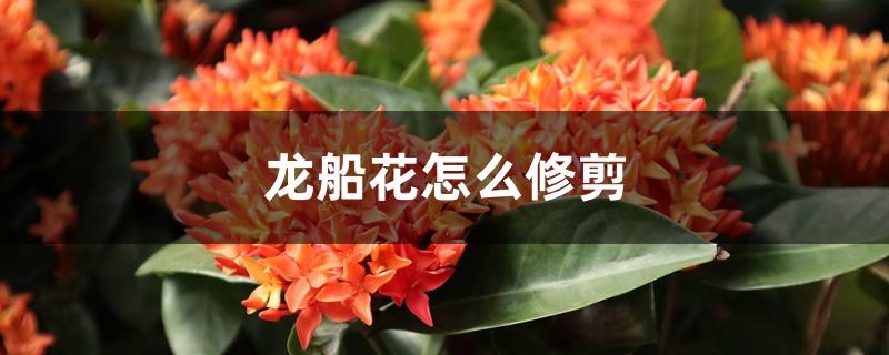 龙船花怎么修剪（龙船花怎样修剪过冬）